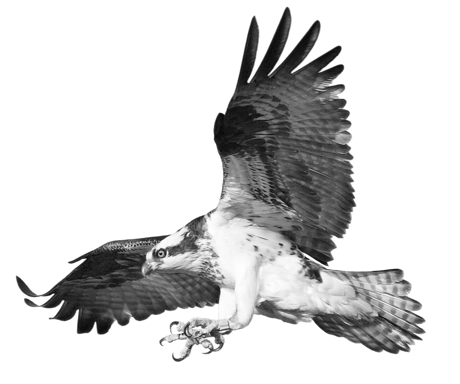 Flying Eagle
